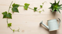 15 Best Garden Vines in 2026