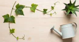 15 Best Garden Vines in 2026